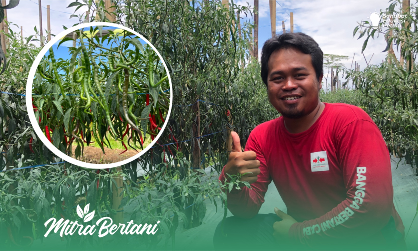 Budidaya Cabai Keriting : Pesona Tumbuh Tanaman Sehat dan Bebas Penyakit