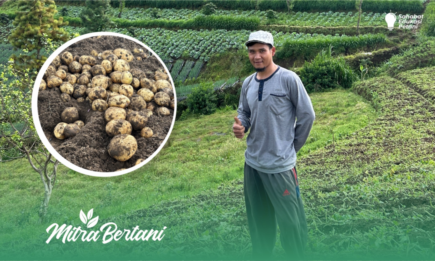 Budidaya Kentang : Lahan Bekas 11x Tanaman Usia Tua Tetap Subur dan Sehat