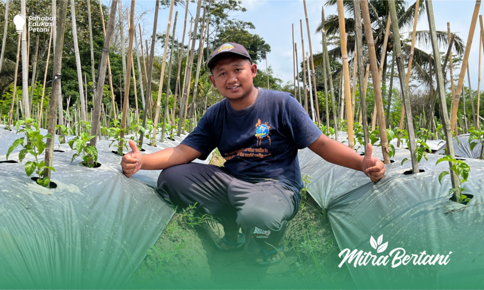 Budidaya Cabai : Bekal Persiapan Tanam Cabai di Musim Penghujan