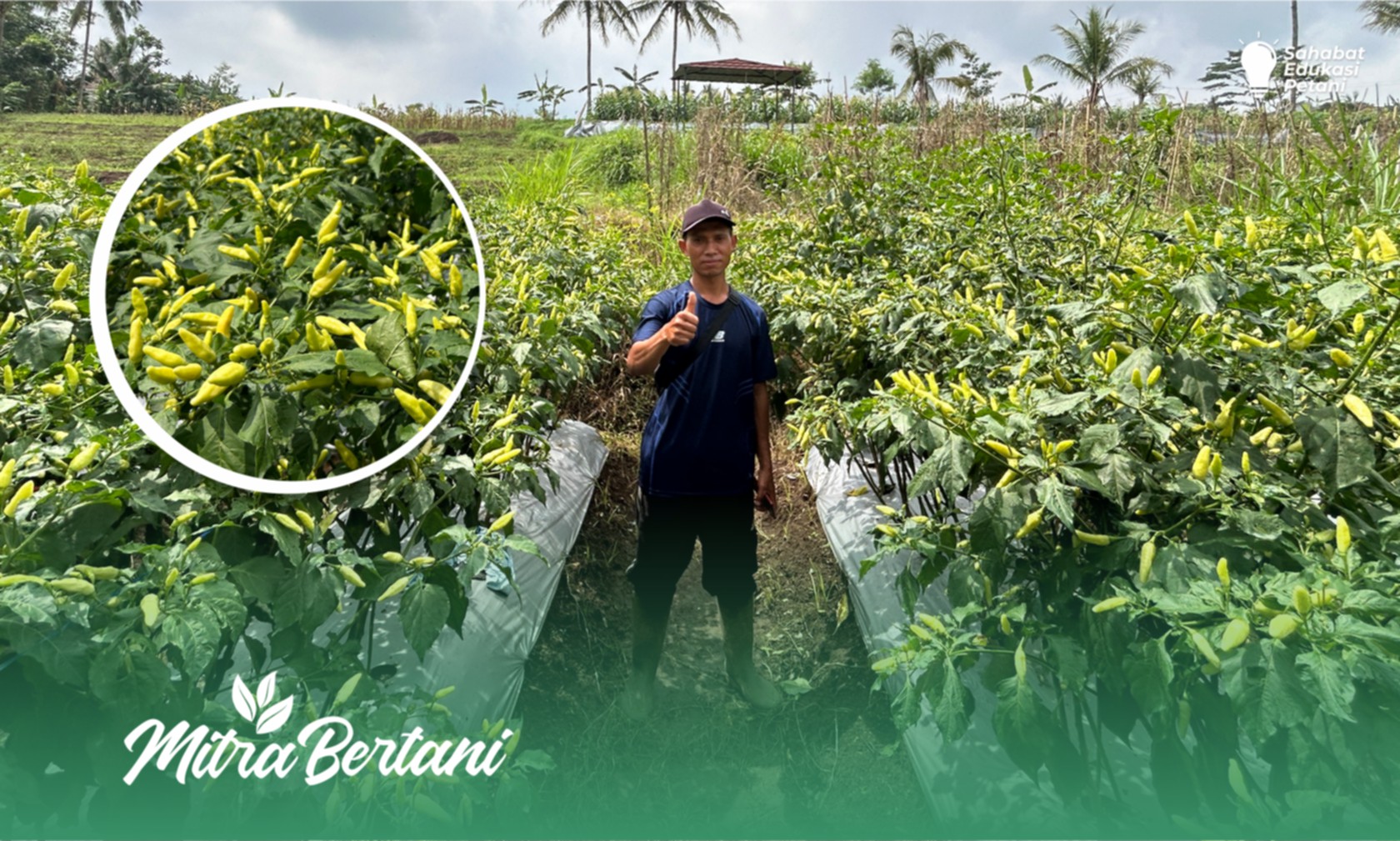 Budidaya Cabai : Resep Pemulihan Pasca Serangan Lalat Buah dan Tungau