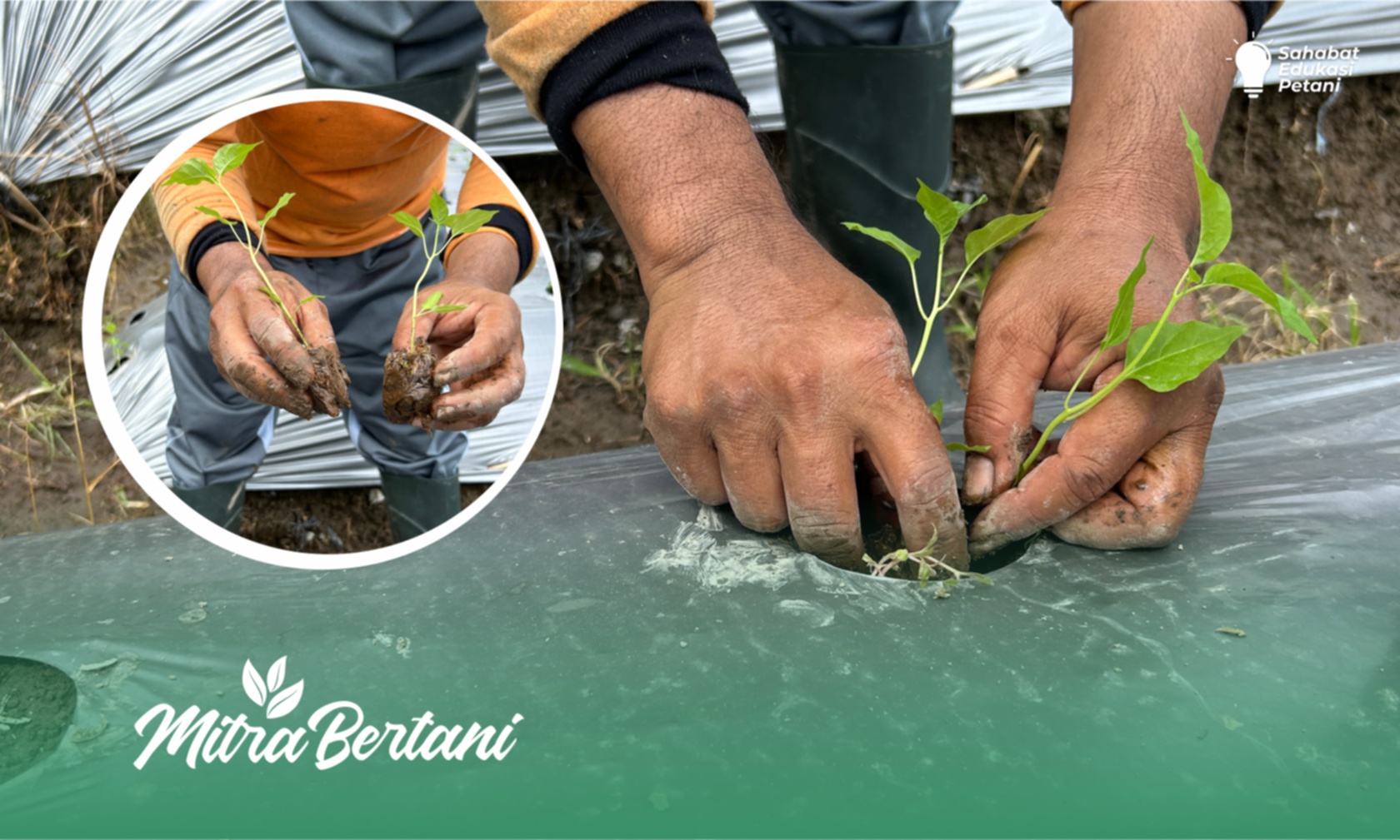 Budidaya Cabai : Sederhana tapi Penting, Cara Tepat Tanam Cabai