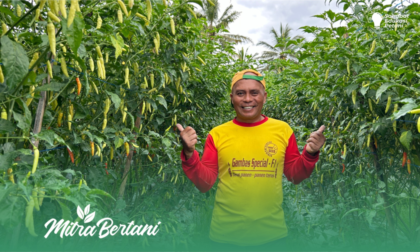 Budidaya Cabai : Metode Celup Tanam Efektif Menopang Pertumbuhan dan Bebas Virus