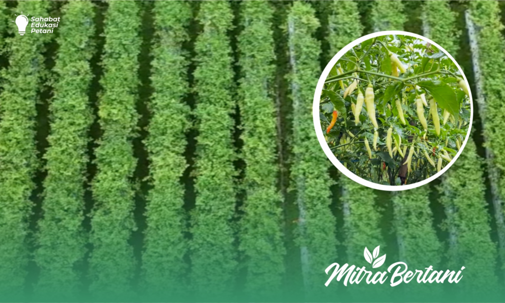 Budidaya Cabai : Tanpa Kocor Tanaman Masih Berbuah Lebat