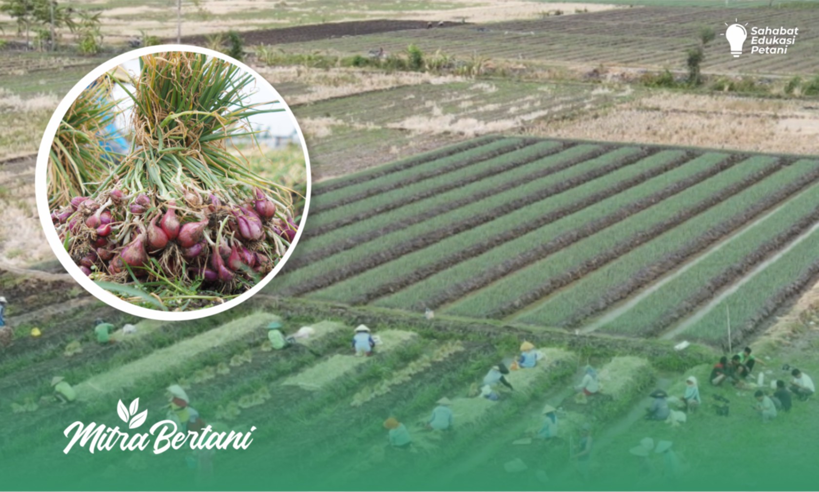 Budidaya Bawang Merah : Kombinasi Kimia dan Organik Membuahkan Hasil Baik