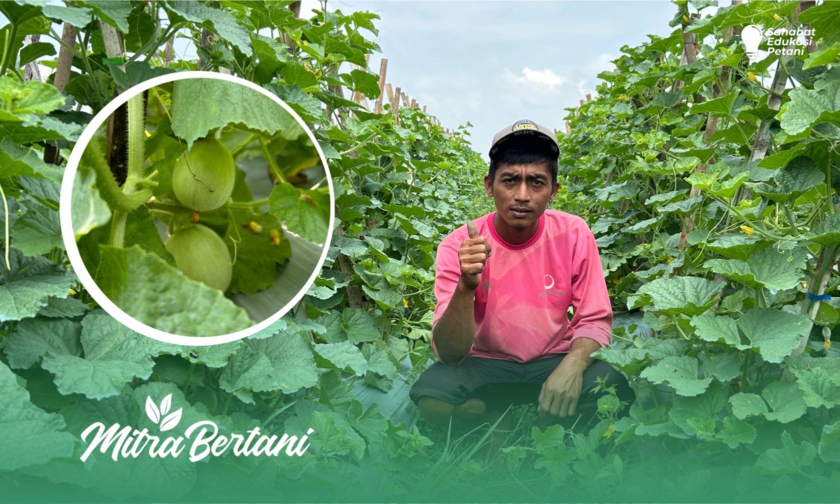 Budidaya Melon : Berbuah Manis dan Tumbuh Sehat Tanpa Pupuk Dasar