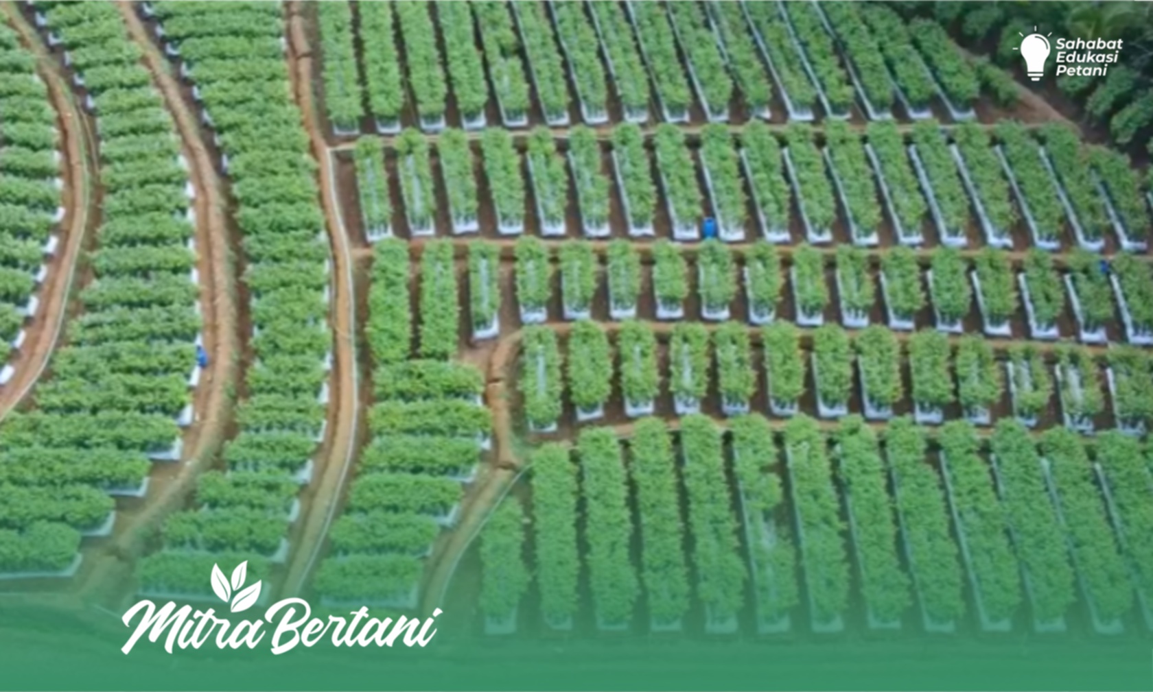 Budidaya Cabai : Buku Ajaib Pembawa Keberuntungan dan Kesaktian