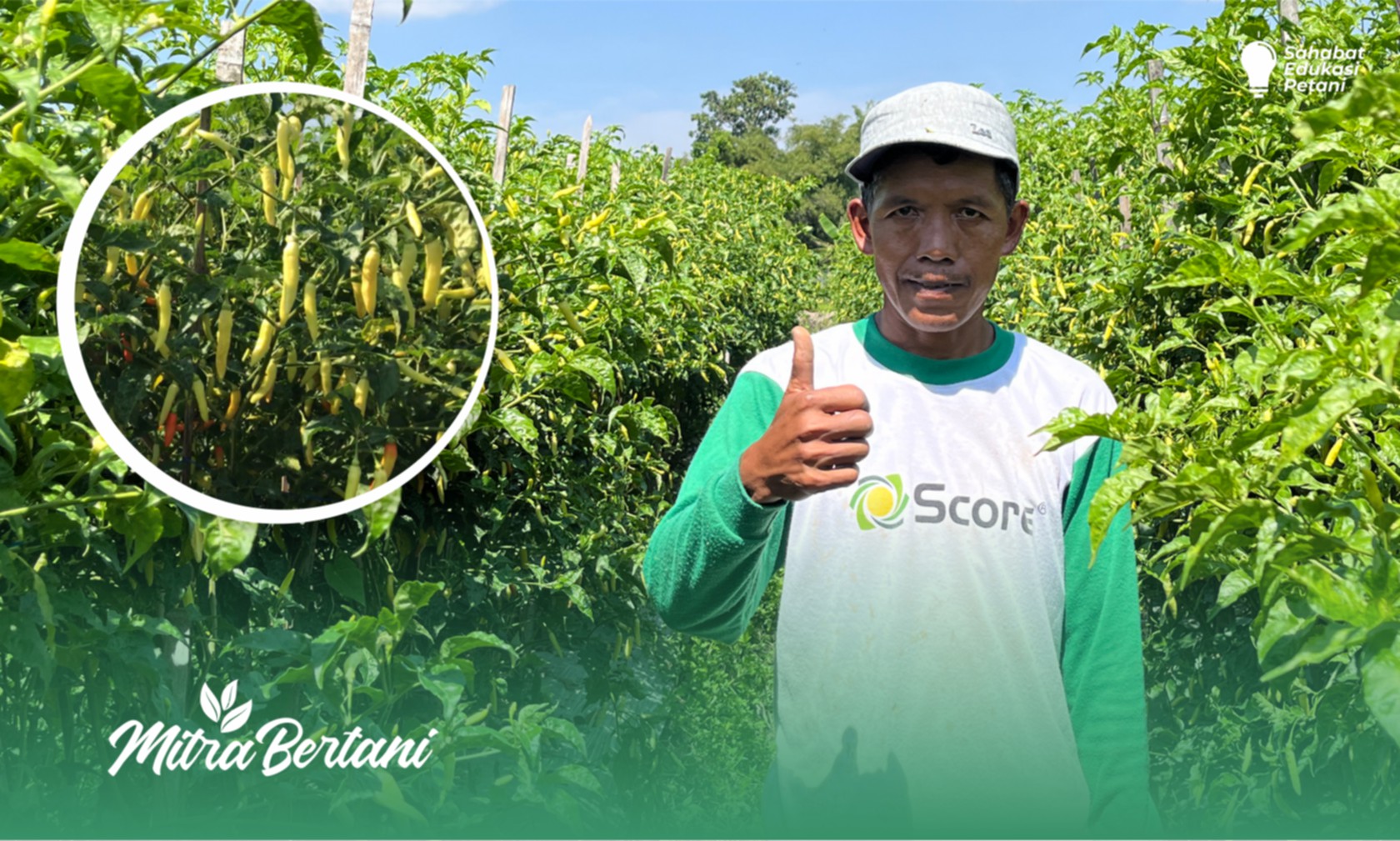 Budidaya Cabai : Pemilihan Varietas Efektif dalam Menjaga Serangan Virus