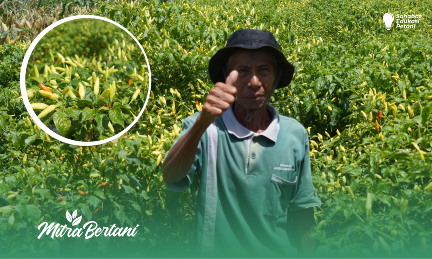Budidaya Cabai : Ptoduktivitas Melesat ! Petik 21x Masih Tetap Lebat