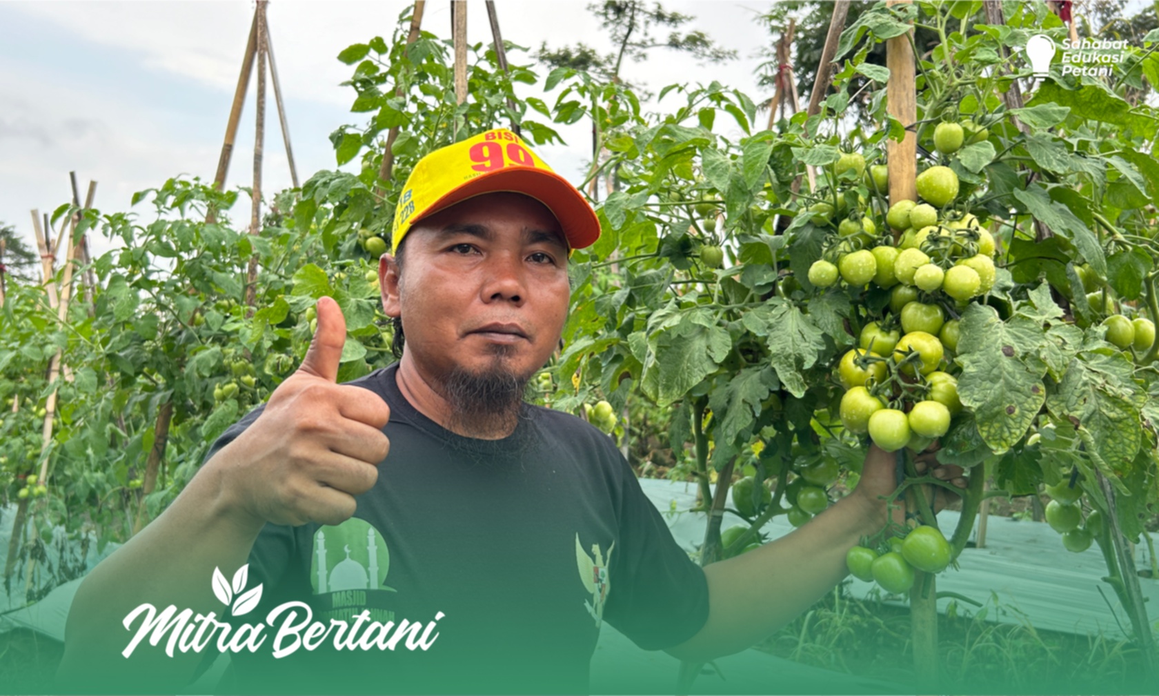Budidaya Tomat : Kendala diawal Berujung Bahagia diakhir
