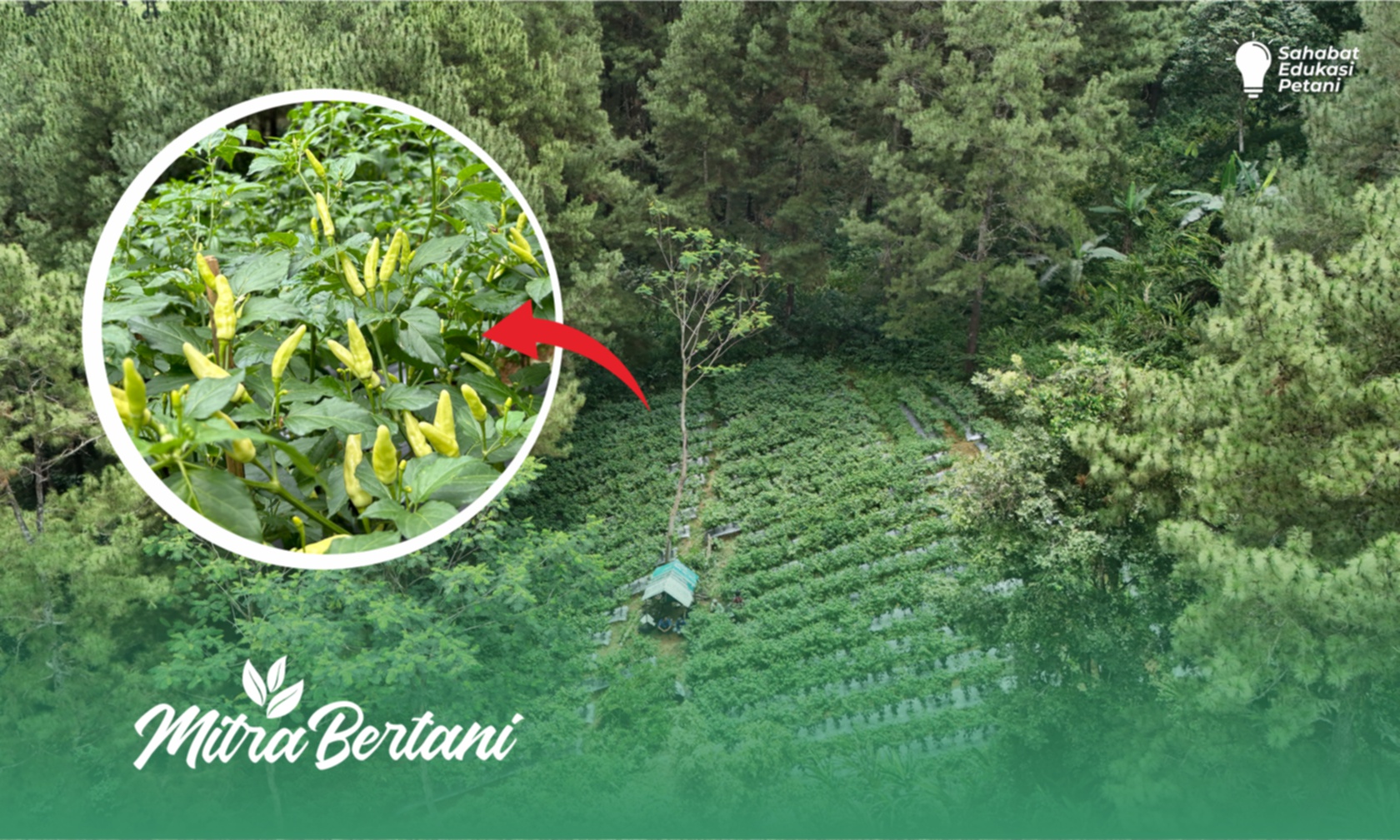Budidaya Cabai Rawit : Tumbuh Sehat di Tengah Hijaunya Pohon Pinus