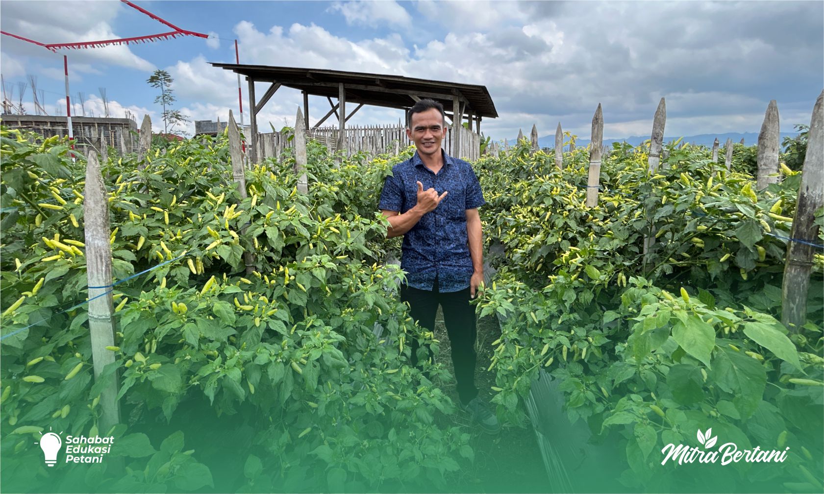 Budidaya cabai: Kiat sukses pengendalian dan pemulihan kriting daun cabai. 