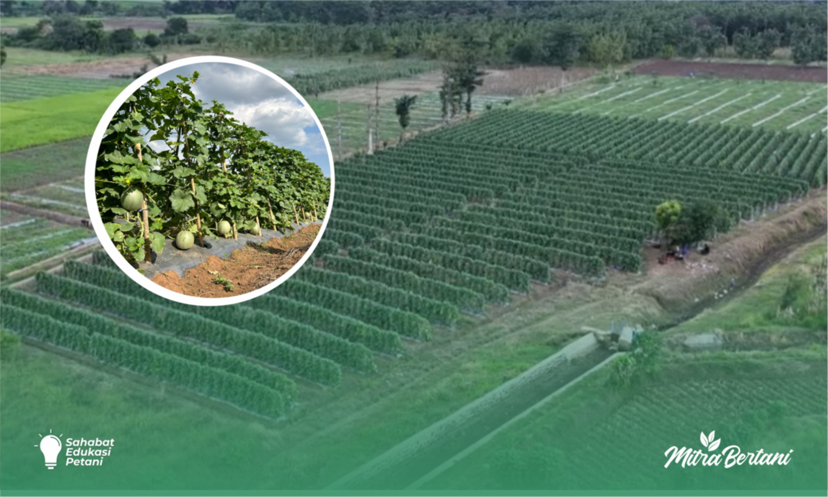 Budidaya Melon : Tahap Selektif Mengatasi Pertumbuhan Tanaman Kerdil