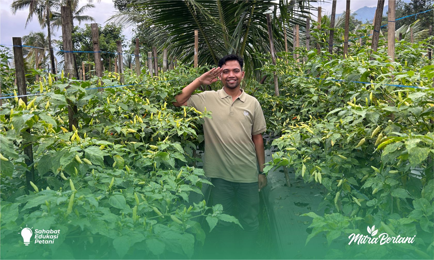 Dari Desa untuk Indonesia! Mantan Mahasiswa ini Jadi Pelopor Budidaya Cabai di Karangmoncol 