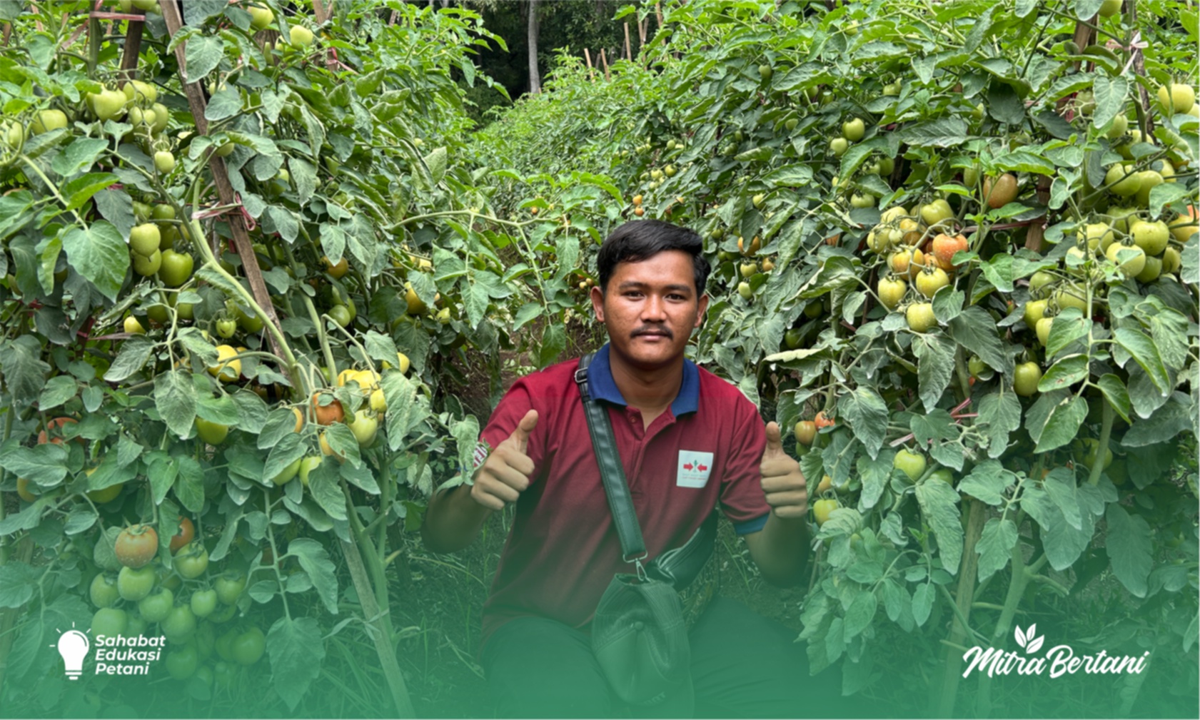 Budidaya Tomat : Sekali Petik 3,5 Ton diharga Rp 7.000