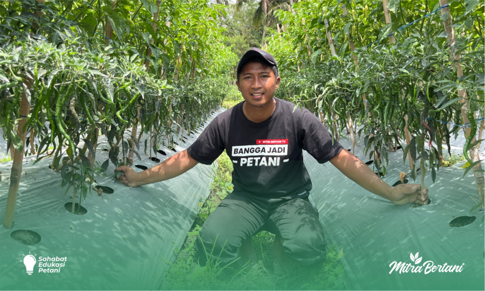 Budidaya Cabai : Mengoptimalkan Ruang & Pendapatan dengan Teknik Tumpangsari yang Tepat