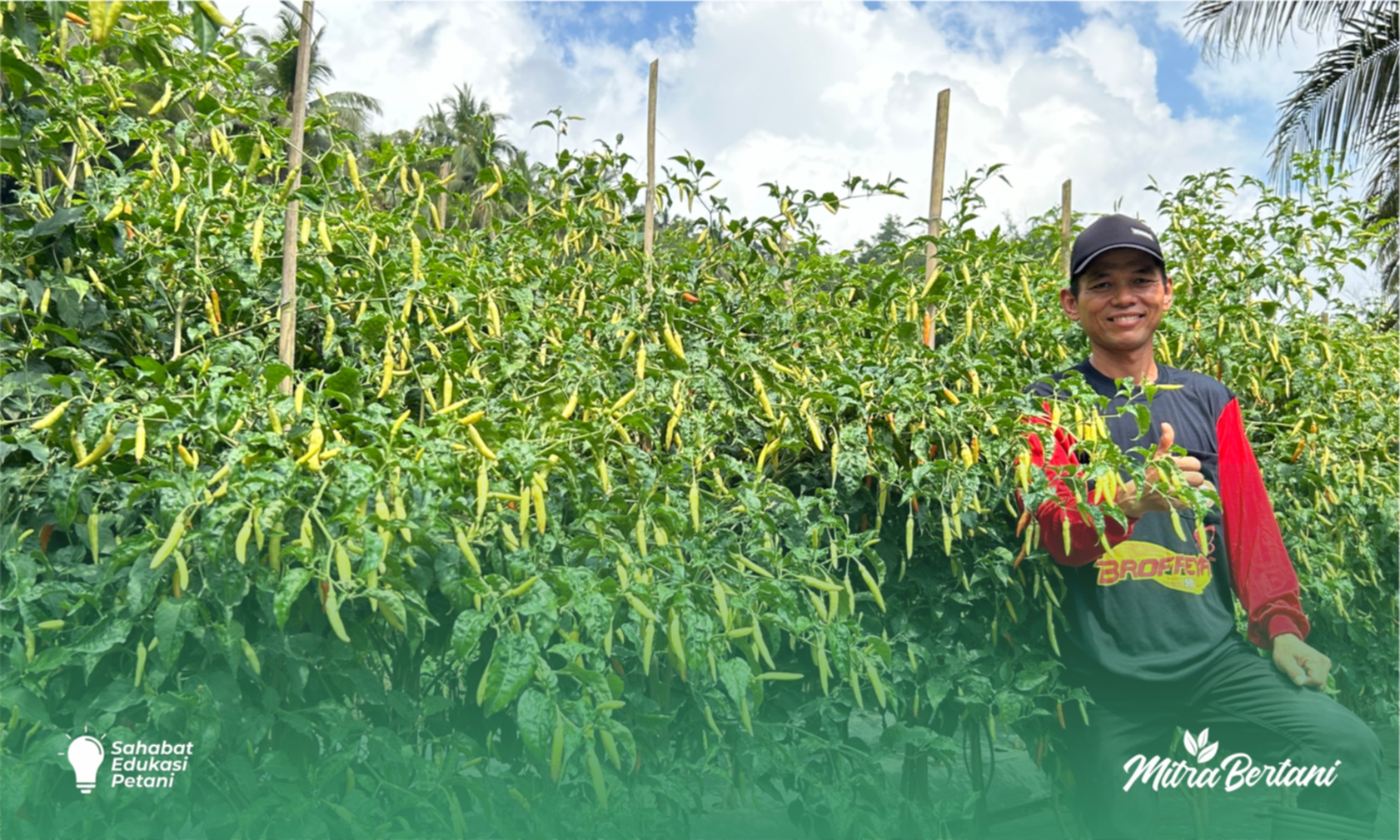 Budidaya Cabai : Tanaman Dambaan Para Petani, Tinggi 2 Meter dan Awet Petiknya