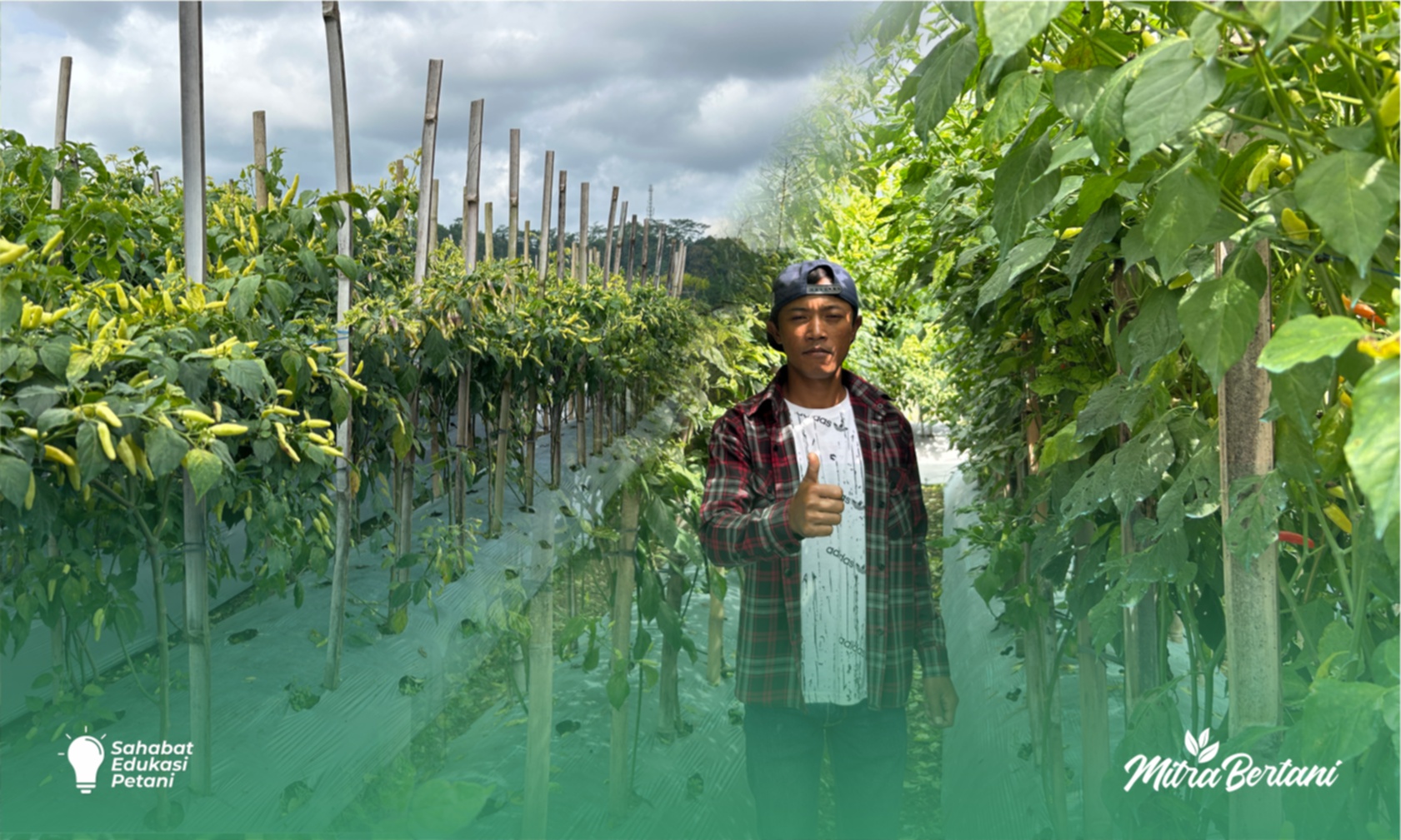Budidaya Cabai : Resep Sangar Mengatasi Virus Kuning, Rontok dan Lebatkan Buah