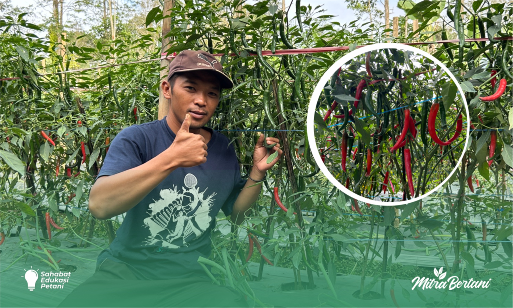 Budidaya Cabai Besar : Rahasia dibalik Suksesnya Panen 174 kg oleh Petani Pemula