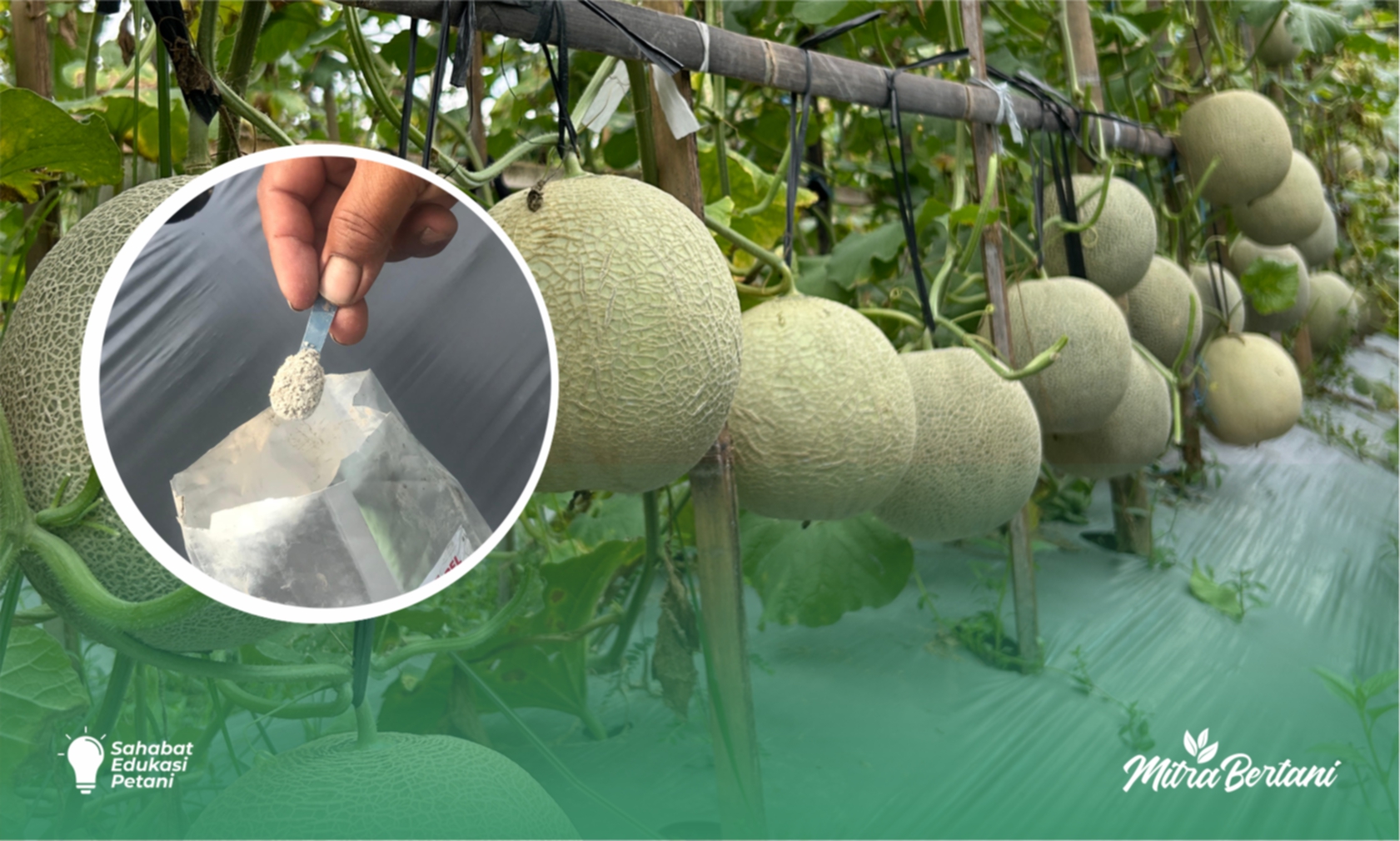 Budidaya Melon : Penentuan Dosis dan Interval Penyemprotan Menjadi Kunci Pertumbuhan Tanaman