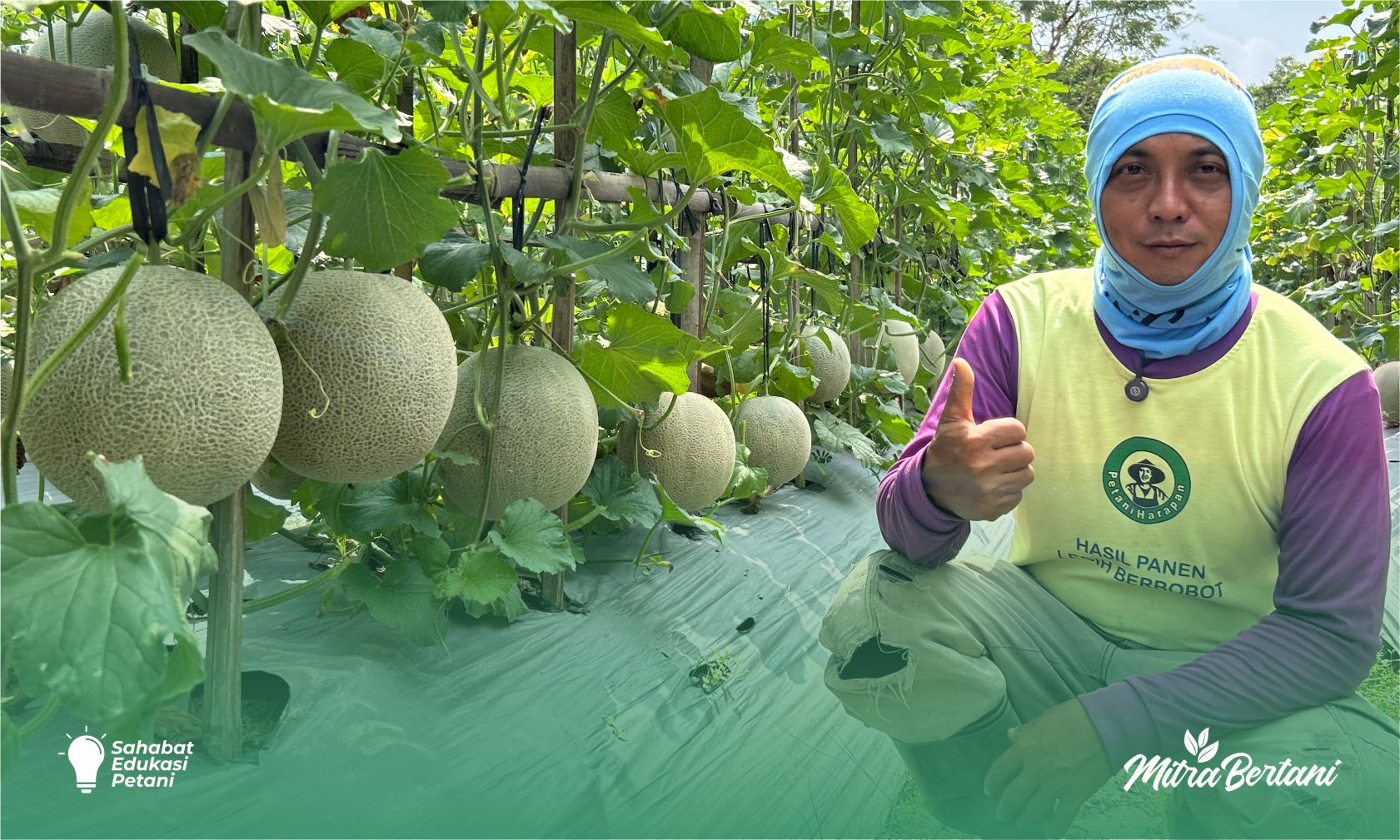 Budidaya Melon : Kiat Sukses Menghasilkan 6 kg/ tanaman di Lahan Bekas