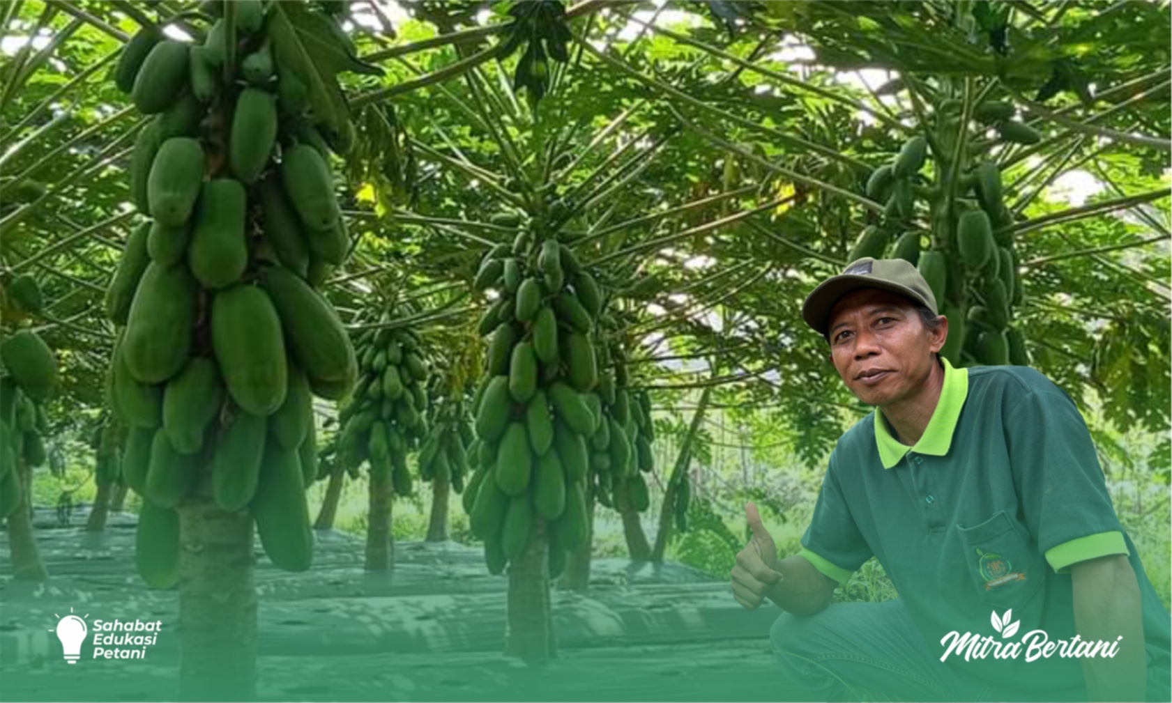 Budidaya Pepaya : Teknik Toping Membuahkan Rekor Petik 1,3 Ton