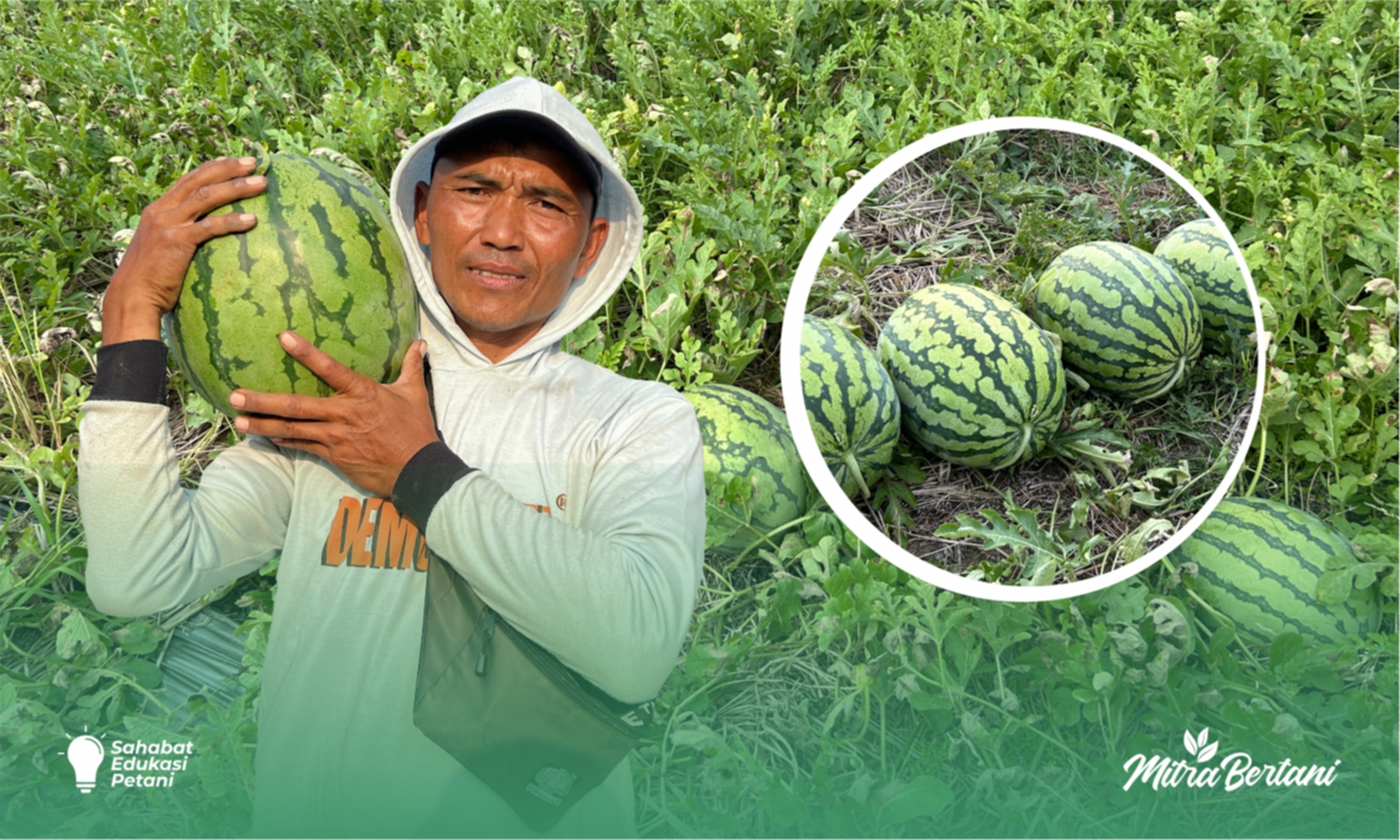 Budidaya Semangka : Peluang Usaha dengan Potensi Hasil Mencapai 147 Juta