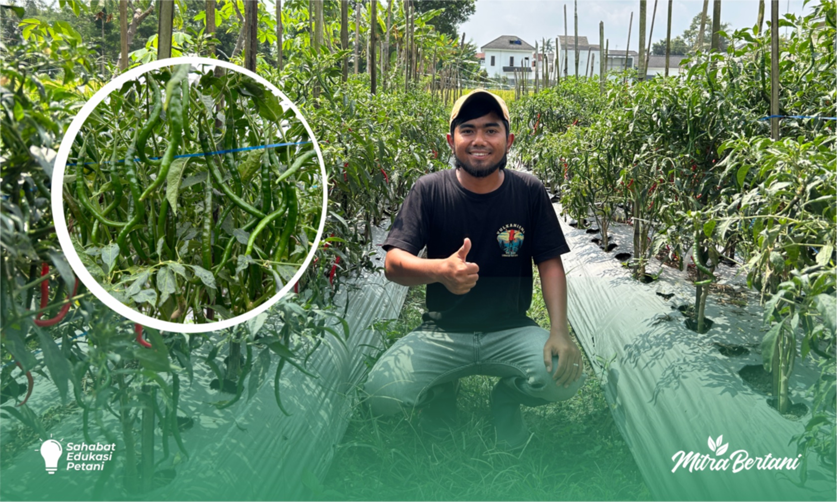 Budidaya Cabai : Nutrisi Berimbang dan Insektisida yang Bijak adalah Penentu Pemulihan Keriting Daun