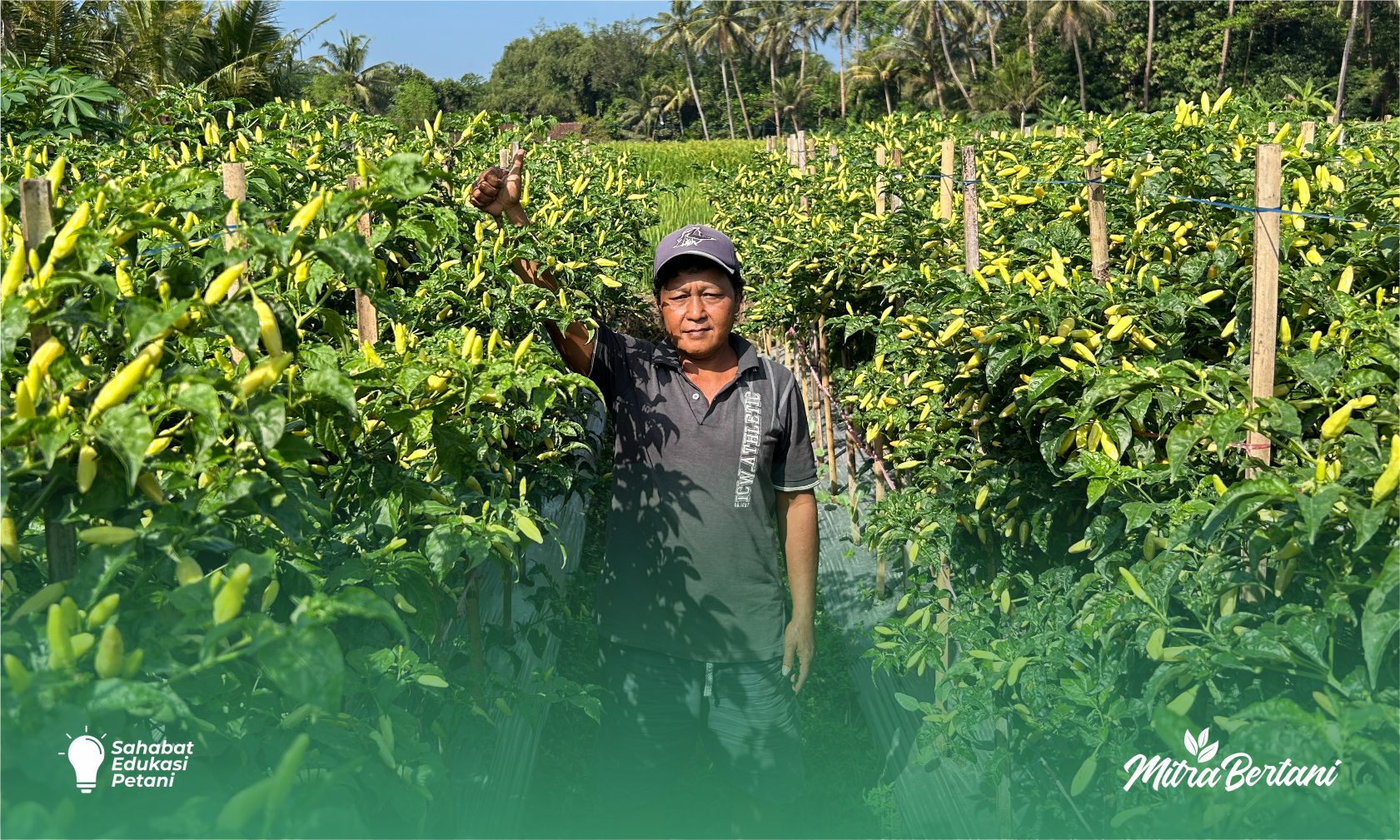 Budidaya Cabai: Satu Kali Kocor, Satu Kali Pemberian Pupuk Susulan Hasil Sangat Menawan. 