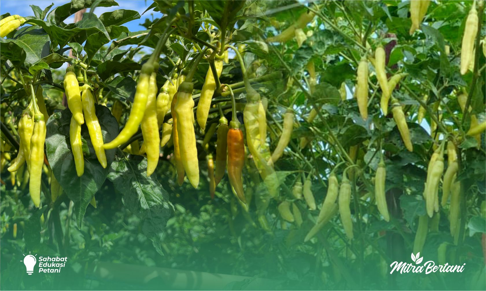 Cabai Angkasa 89 vs Absolut 69: Mana yang Lebih Unggul?