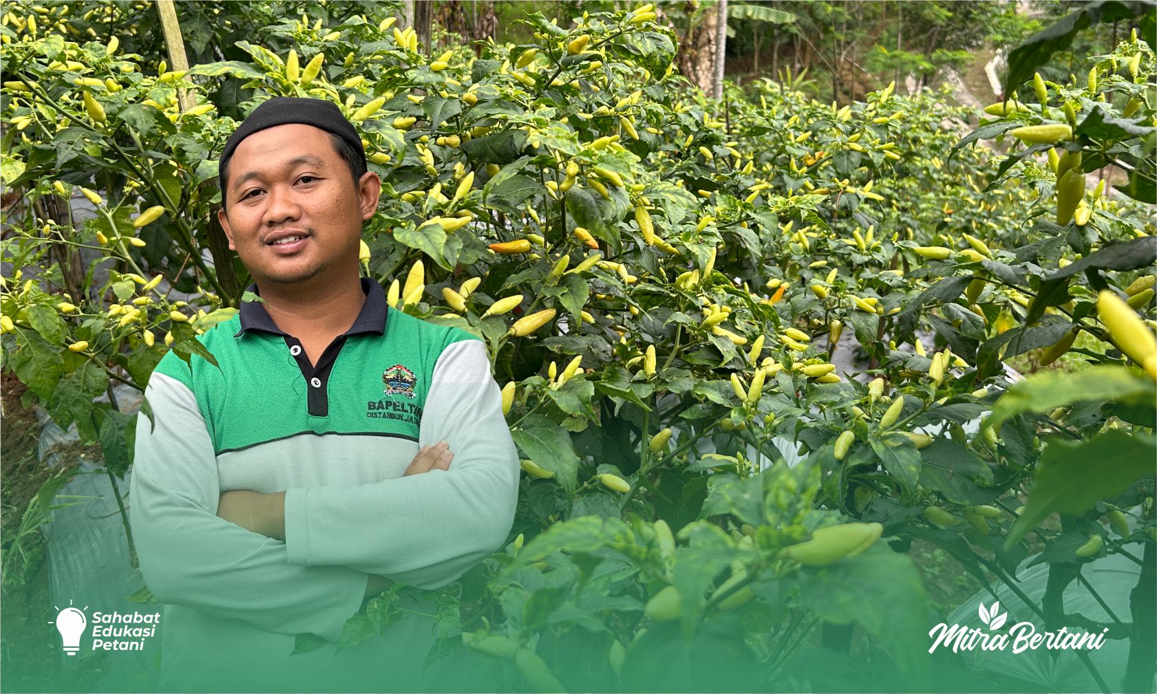 Budidaya cabai: Kiat Sukses Budidaya Cabai di Lahan Tegalan, Minim Cahaya Hasil Tetap Mempesona