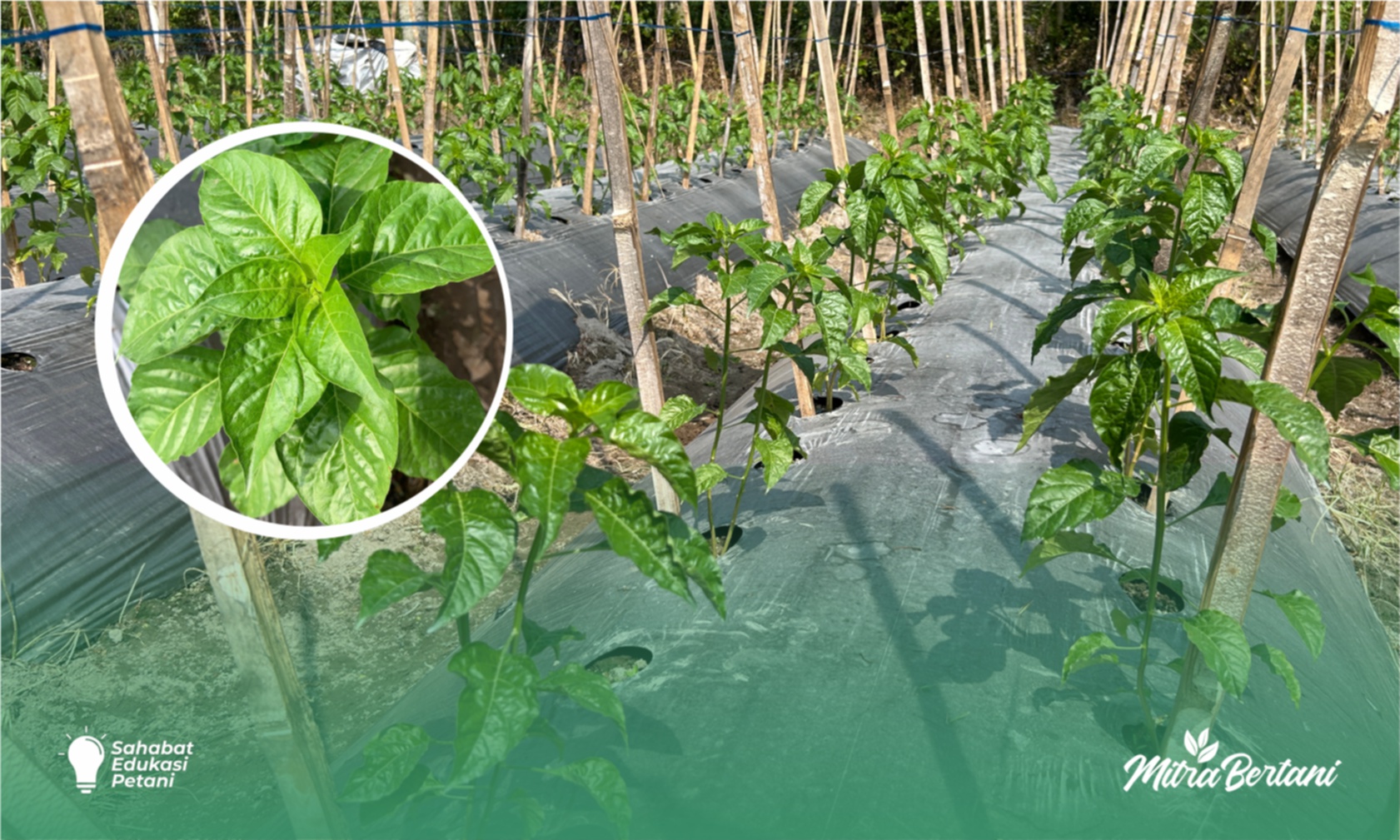 Budidaya Cabai : Kunci Sukses Tumbuh Tanaman dimusim Kemarau