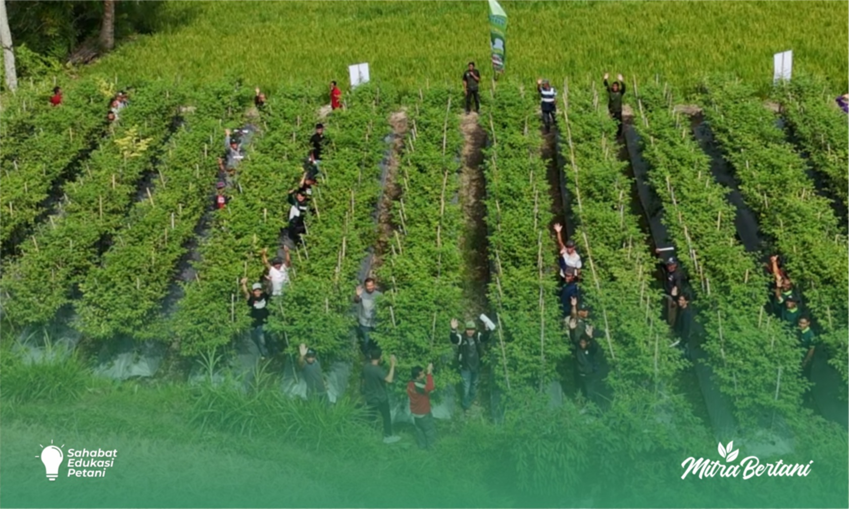 Budidaya Cabai : Beda Fase Beda Pupuk, Selektif dan Berimbang adalah Kunci