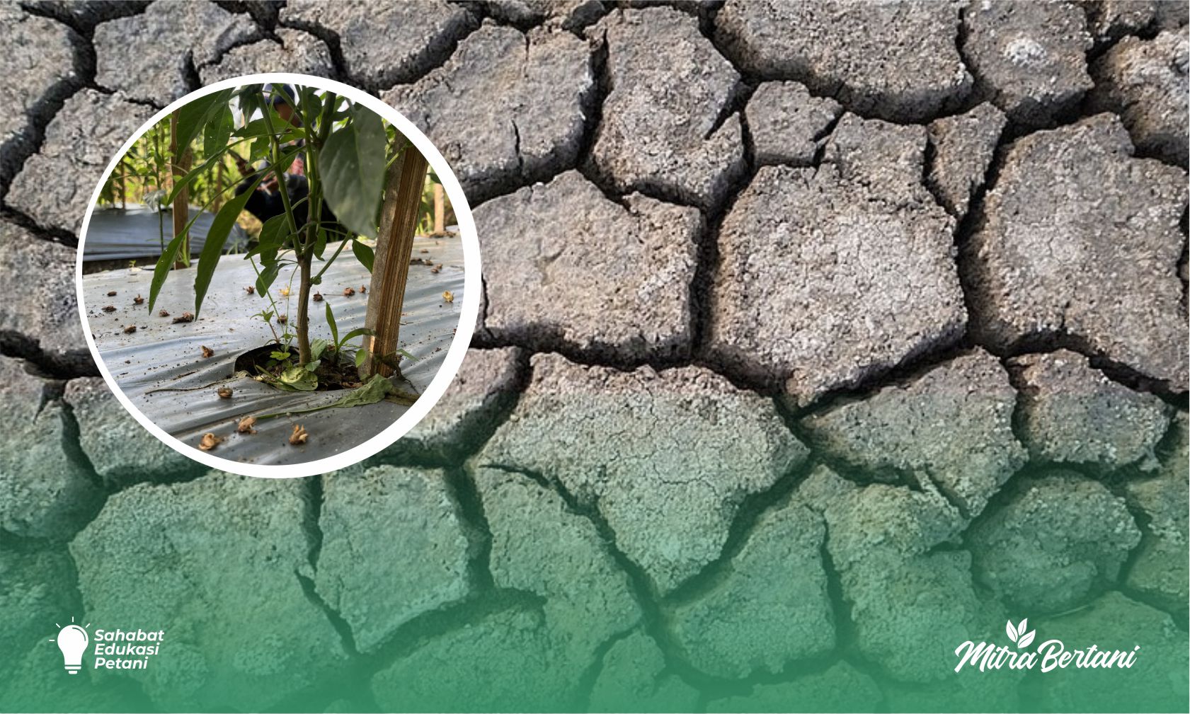 Budidaya Cabai di Musim Kemarau? Kenali 5 Ancaman Ini Sebelum Terlambat