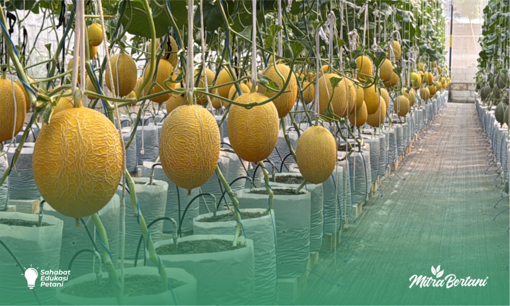 Budidaya Melon Greenhouse : Teknik Penyemprotan dan Nutrisi untuk Melon Premium