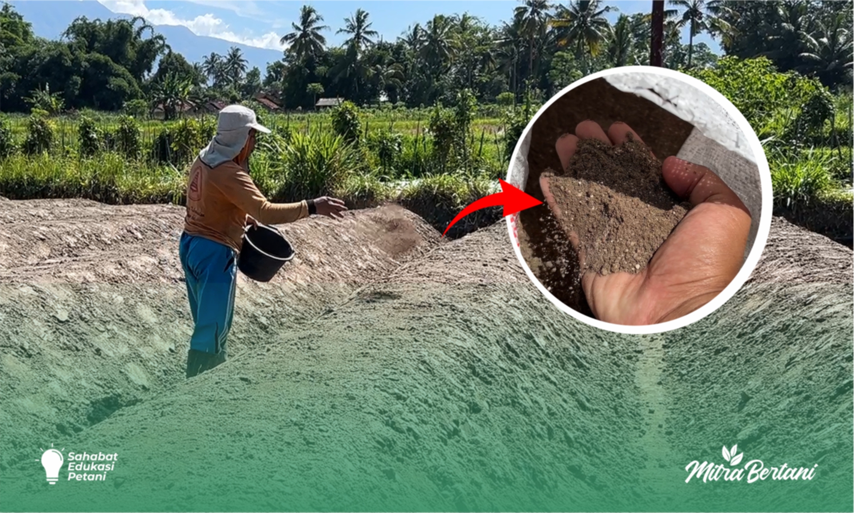 Persiapan Lahan Cabai : 3 Bahan Dasar Pondasi Pertumbuhan Tanaman untuk Hasil Maksimal