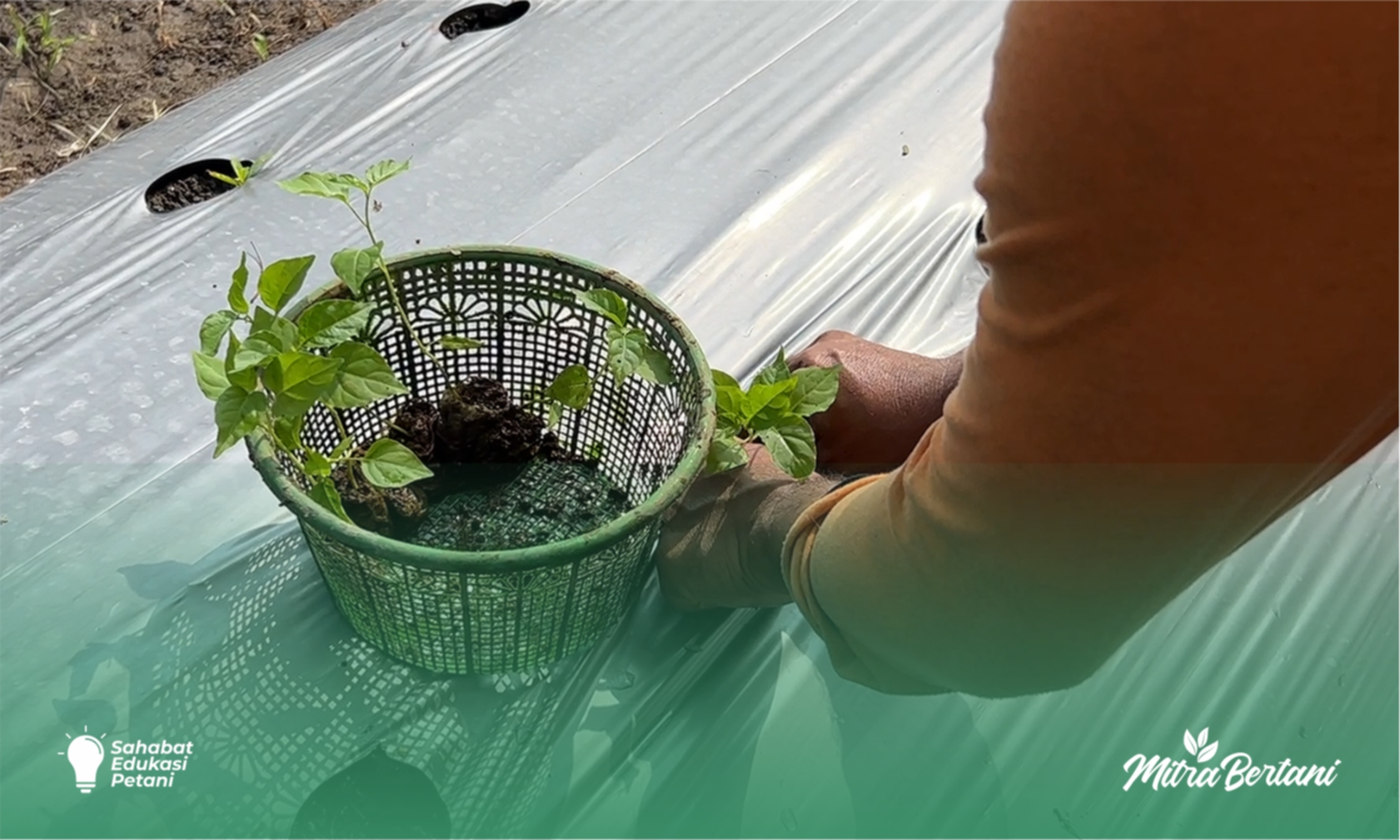 Budidaya Tanaman Cabai : Kunci Sukses Meminimalkan Tingkat Kematian Pasca Pindah Tanam