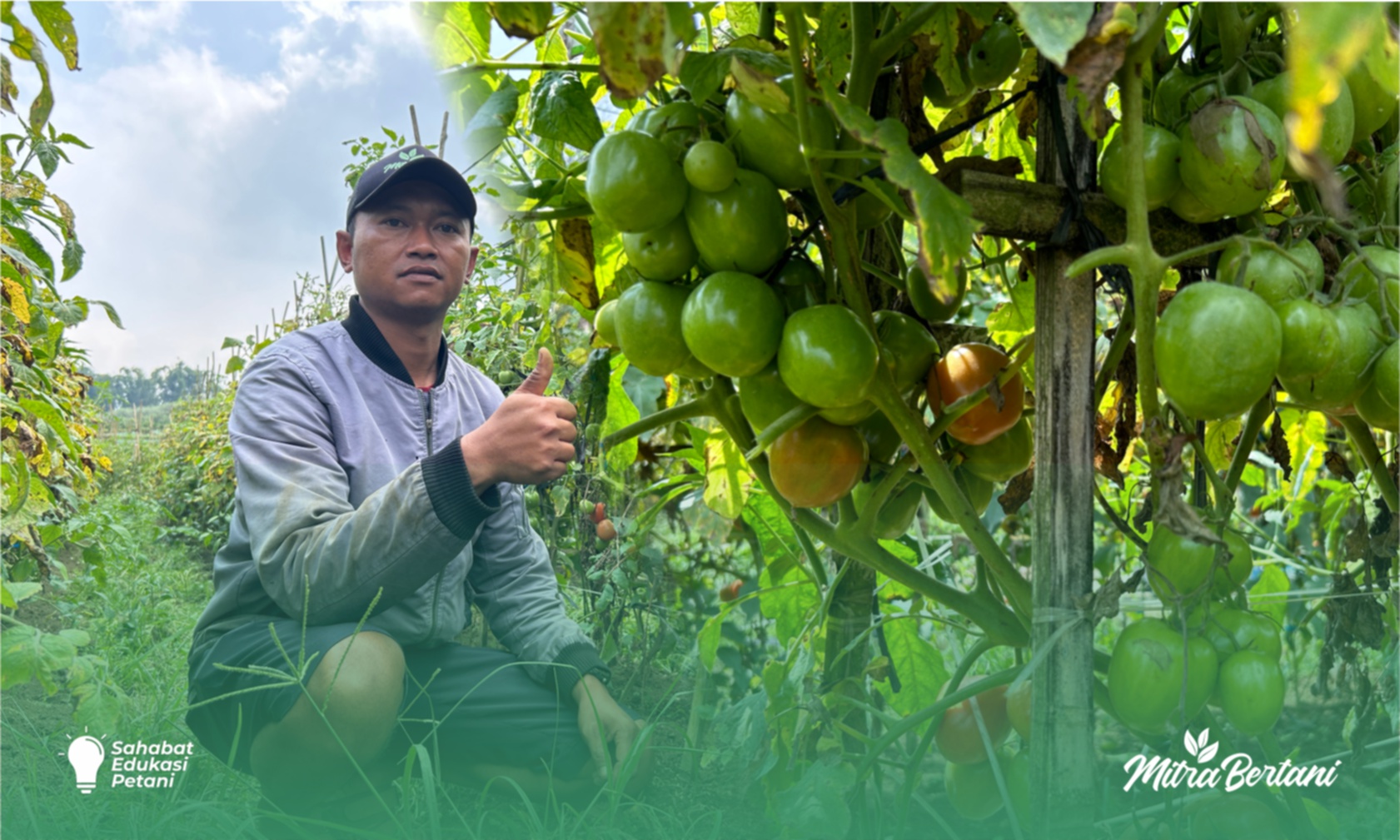 Budidaya Tomat : Tanaman Sakit pun Masih Mampu Berbuah Maksimal