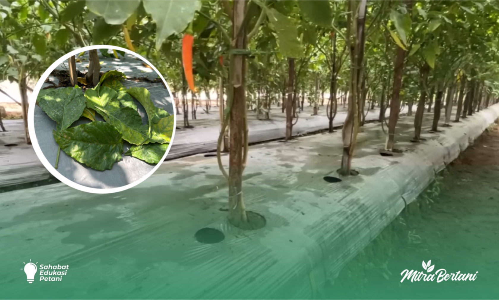 Budidaya Cabai : Solusi Cabai Sehat, Rempel Tunas & Daun di Musim Hujan