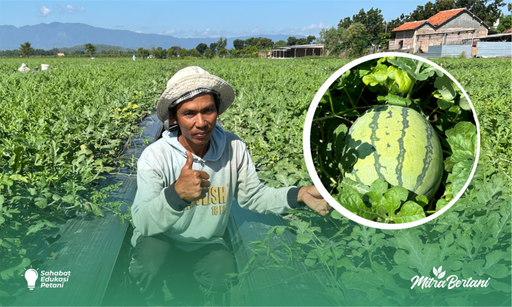 Budidaya Semangka : Bongkar Resep Budidaya ala Suhu Semangka Asal Brebes