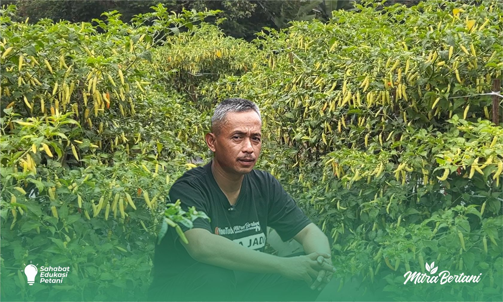 Budidaya Cabai: Lebih dari Sekadar Gundukan, Membangun Bedengan Cabai Tanpa Pupuk Kimia