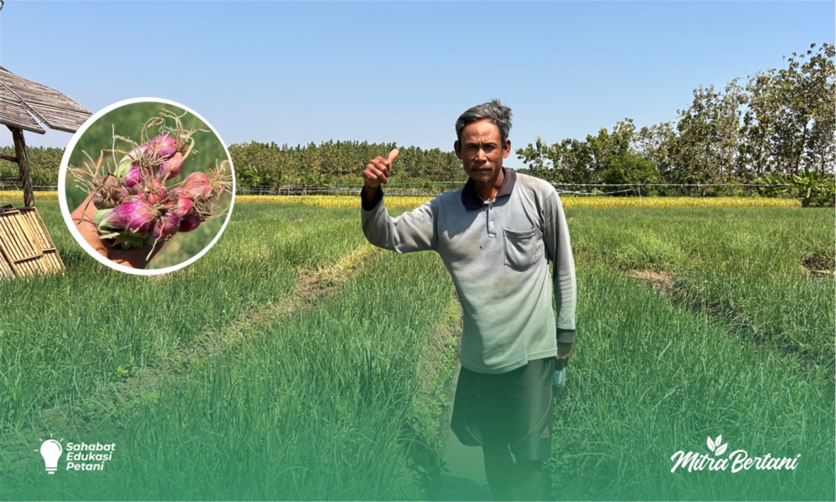 Budidaya Bawang Merah : Tumbuh Sehat dan Aman dari Serangan Ulat Saat Petani Lain Gagal Panen 
