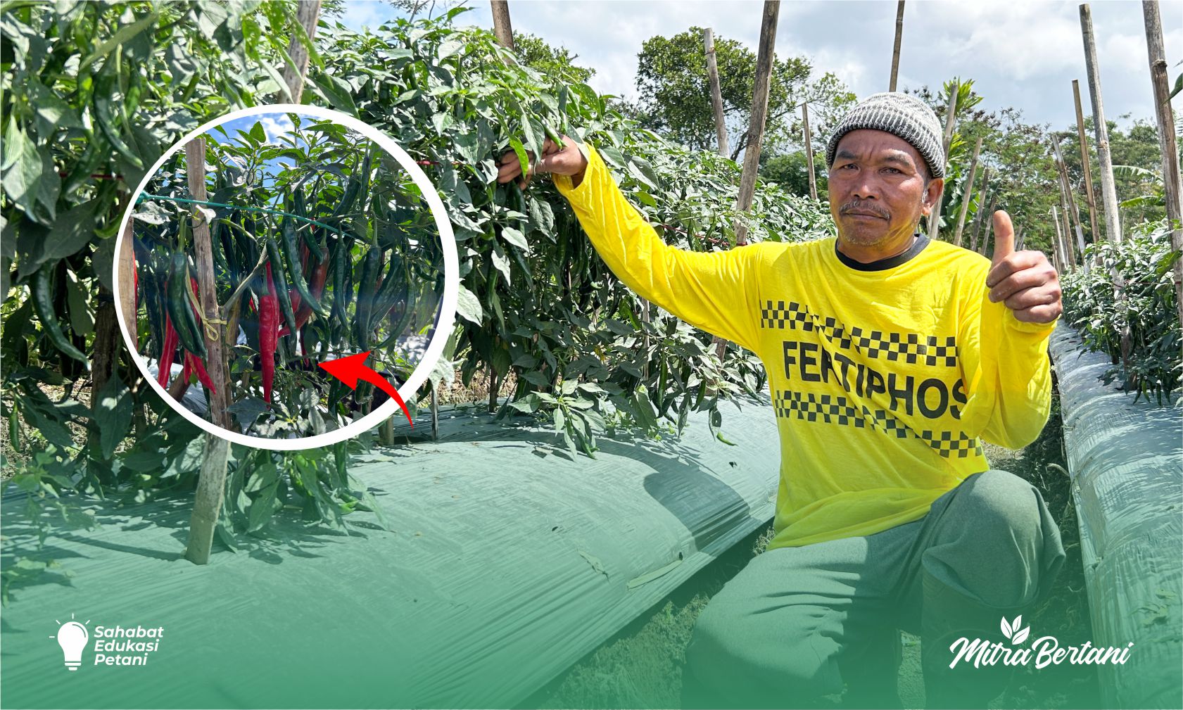 Budidaya Cabai Merah Besar: Kiat Sukses Mengatasi Rontok Bunga & Buah Pasca Overdosis ZPT