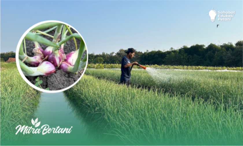 Budidaya Bawang Merah : Mengarungi Musim Ekstrim Sukses Tumbuh Tanpa Kendala