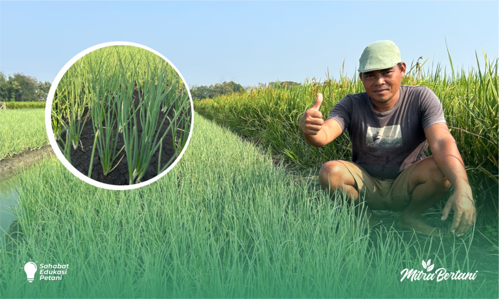 Budidaya Bawang Merah : Rahasia Sukses dari Pupuk Dasar hingga Nutrisi Tepat