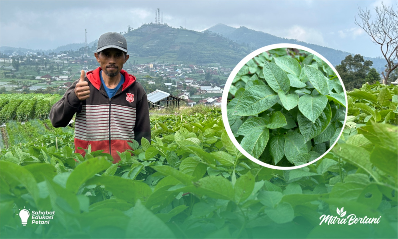 Budidaya Kentang : Tumbuh Sehat Anti Roboh, Batang dan Daun Tebal