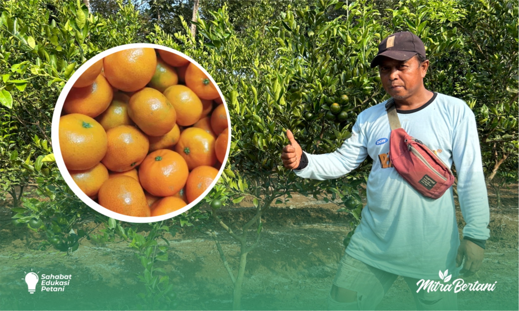BUDIDAYA JERUK SIAM: PELUANG PASAR BESAR, HASIL MENCAPAI 70 KG/ TANAMAN!