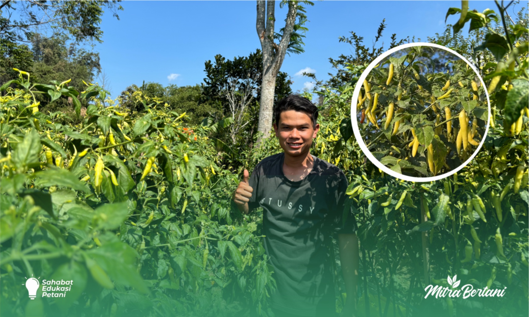 Budidaya Cabai : Cara Efektif Mengurangi Potensi Serangan Virus Kuning