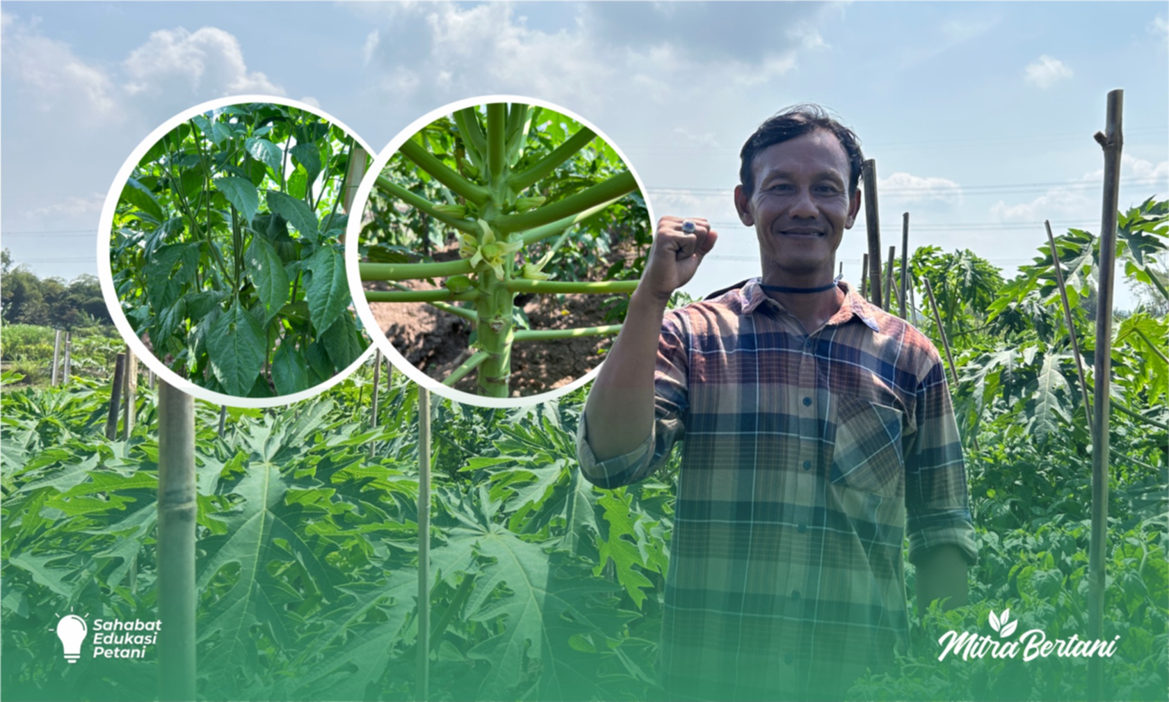 Budidaya Cabai dan Pepaya :   Optimalisasi Lahan Tanah Liat dengan Tumpangsari Cabai dan Pepaya