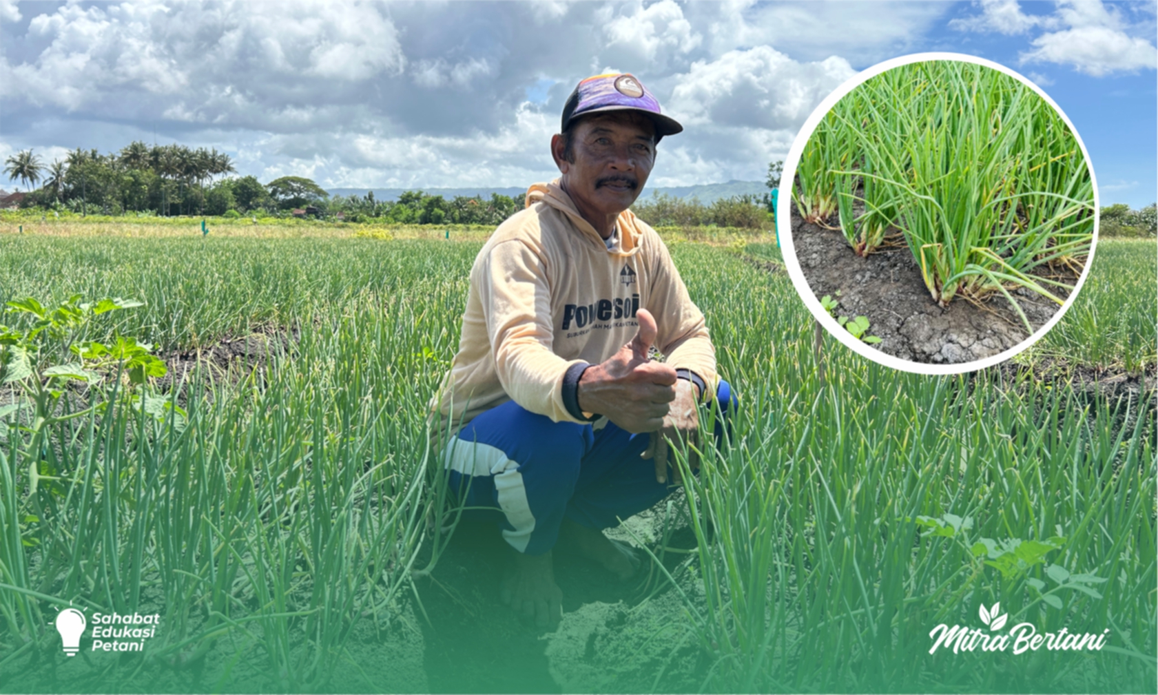 Budidaya Bawang Merah : Tanam dilahan Janda Tanpa Olah Lahan Selama 7 Tahun