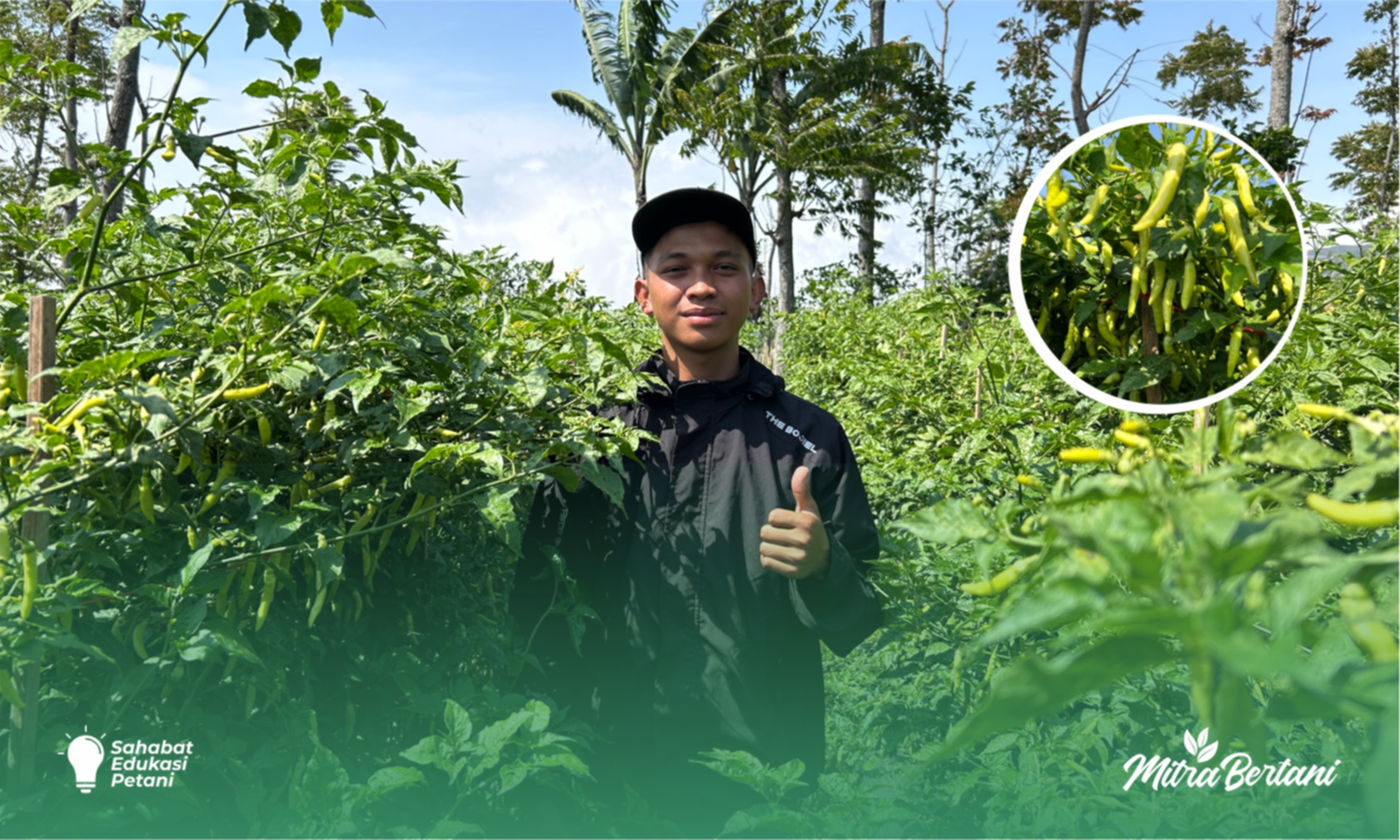 Budidaya Cabai : Cara Pemulihan Pasca Keriting Daun Parah